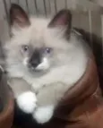 Maluquinho