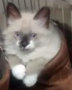 Gato raça Ragdoll/siames idade 2 a 6 meses nome Maluquinho