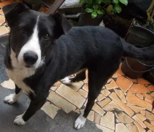 Cachorro raça SRD idade 4 anos nome Negão