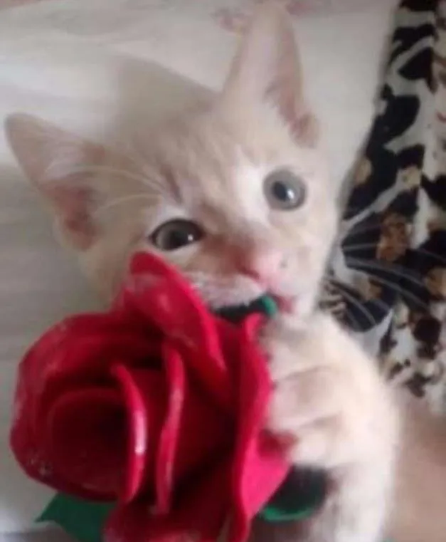 Gato ra a gatinhos idade Abaixo de 2 meses nome Gatinhos