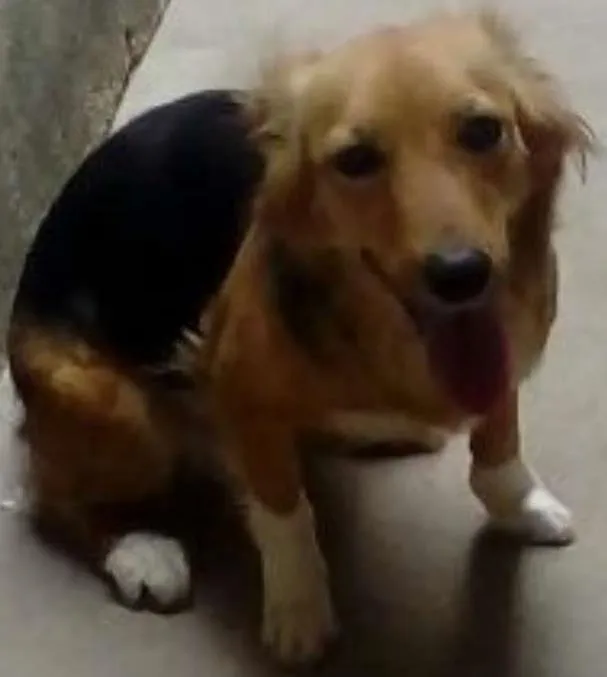 Cachorro raça Indefinida idade 1 ano nome Jinx