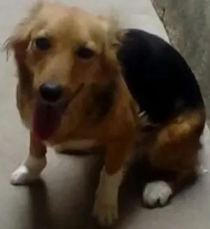 Cachorro raça Indefinida idade 1 ano nome Jinx
