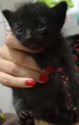 lulu