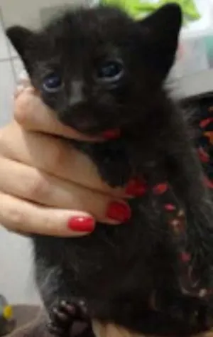 Gato raça srd idade Abaixo de 2 meses nome lulu