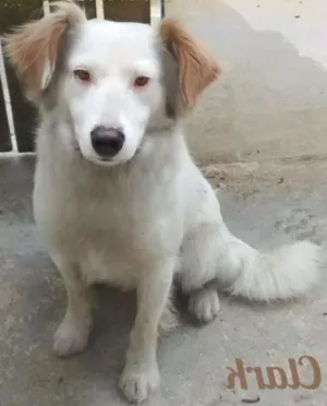 Cachorro raça SRD idade 2 anos nome CLARK