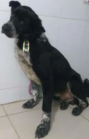 Cachorro raça SRD idade 6 ou mais anos nome LOGAN