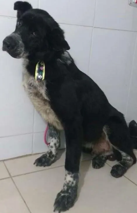 Cachorro ra a SRD idade 6 ou mais anos nome LOGAN