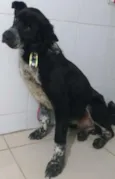 LOGAN