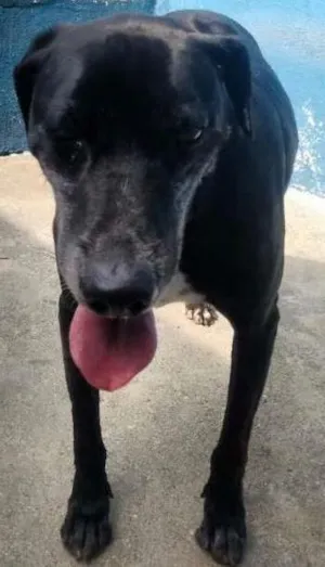 Cachorro raça SRD idade  nome NEGÃO