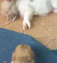 Nao tem ainda.