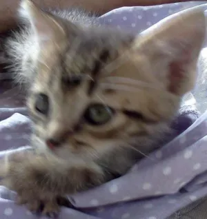 Gato raça SRD idade Abaixo de 2 meses nome Finn e Jake