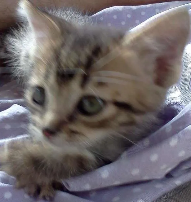 Gato raça SRD idade Abaixo de 2 meses nome Finn e Jake