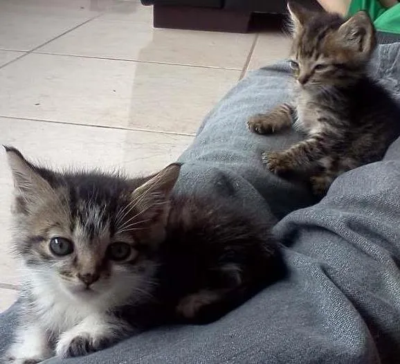 Gato raça SRD idade Abaixo de 2 meses nome Finn e Jake