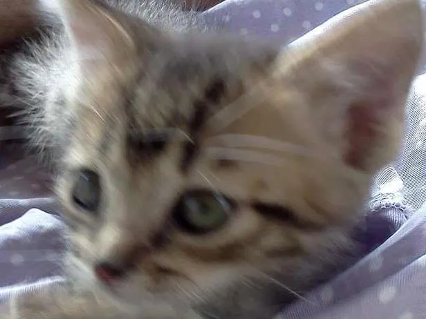 Gato raça SRD idade Abaixo de 2 meses nome Finn e Jake