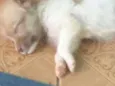 Nao tem ainda.