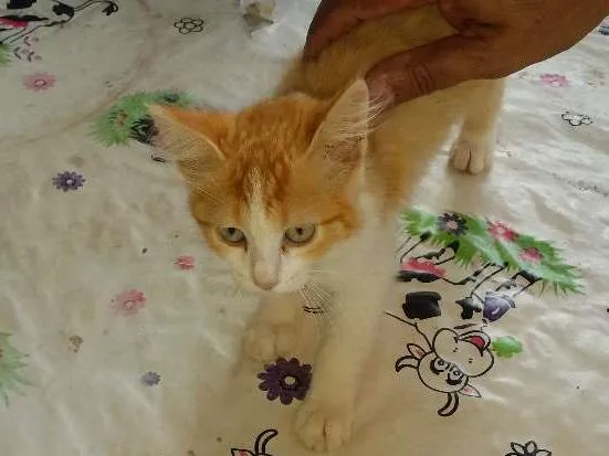 Gato ra a Não sei idade 2 a 6 meses nome Mimi