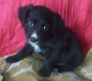 Cachorro raça Viralatinha de luxo idade 2 a 6 meses nome Bob marley