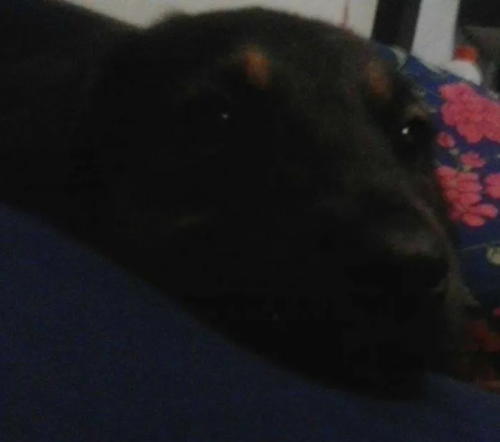 Cachorro ra a Labrador/Pastor Alemão idade 2 a 6 meses nome CRYSTAL