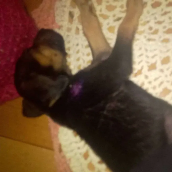 Cachorro ra a Labrador/Pastor Alemão idade 2 a 6 meses nome CRYSTAL