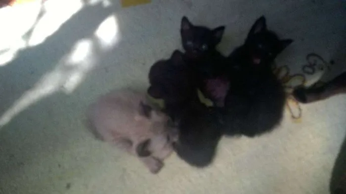 Gato ra a Siamês/Bombaim idade 2 a 6 meses nome Chico/Bento