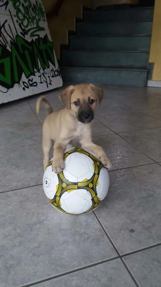Cachorro ra a RND idade 2 a 6 meses nome Mabel