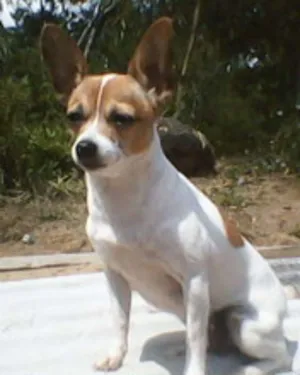 Cachorro raça pinscher idade 6 ou mais anos nome tuti GRATIFICA