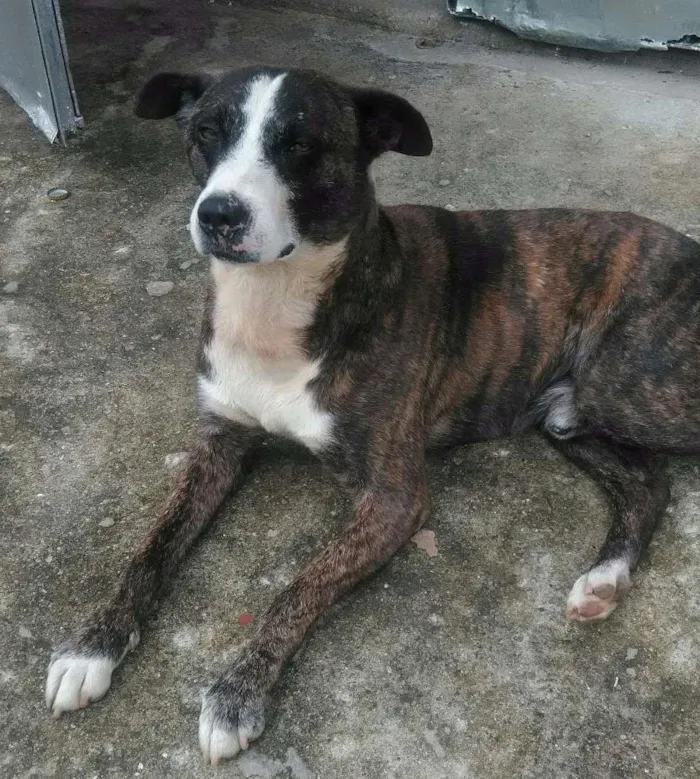 Cachorro ra a SRD com Fila idade 2 anos nome Lobinho