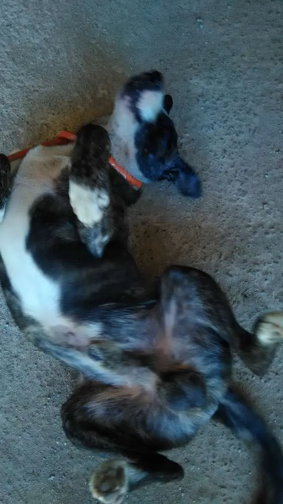 Cachorro ra a SRD com Fila idade 2 anos nome Lobinho