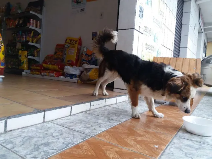 Cachorro ra a Misto Boder Collie idade  nome Desconhecido 