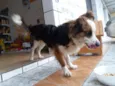 Desconhecido 