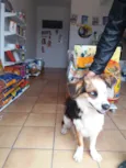 Desconhecido 
