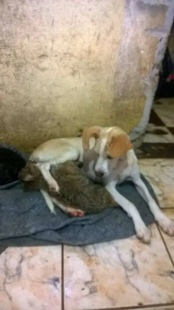 Cachorro ra a SRD idade 7 a 11 meses nome Pinga