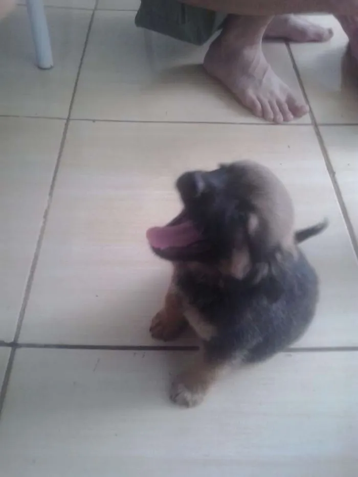 Cachorro ra a  idade 2 a 6 meses nome scooby e doo