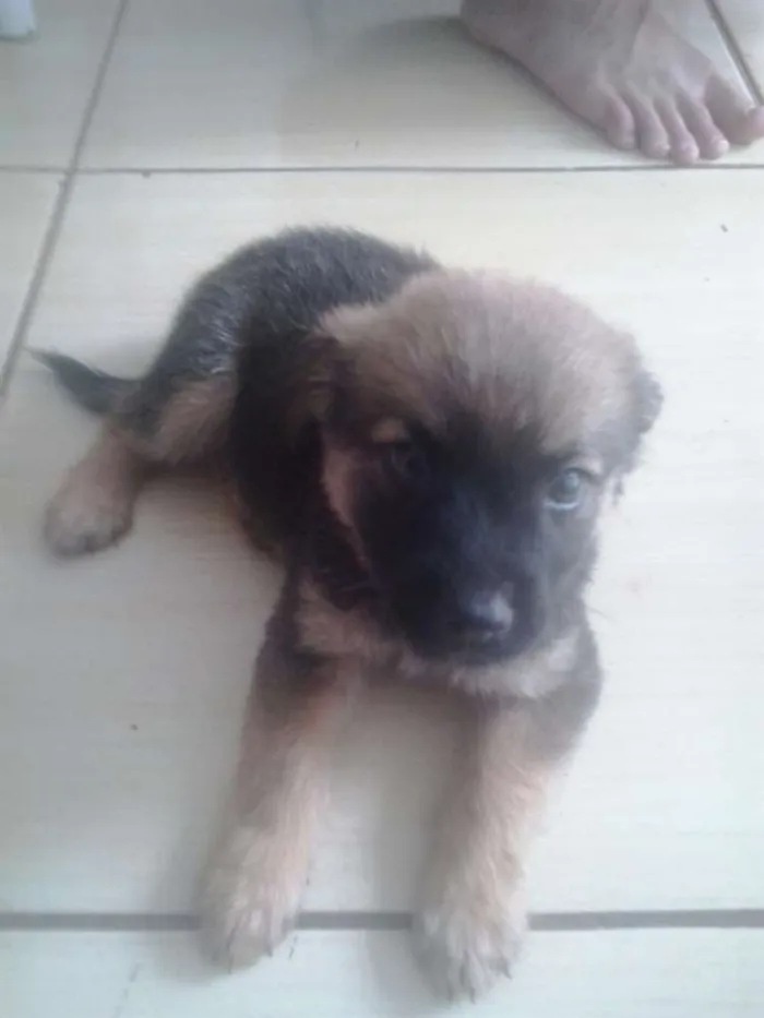 Cachorro ra a  idade 2 a 6 meses nome scooby e doo