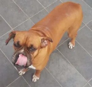 Cachorro raça Boxer idade 5 anos nome Lady e Thor