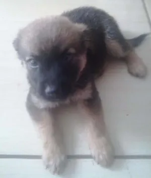 Cachorro raça  idade 2 a 6 meses nome scooby e doo