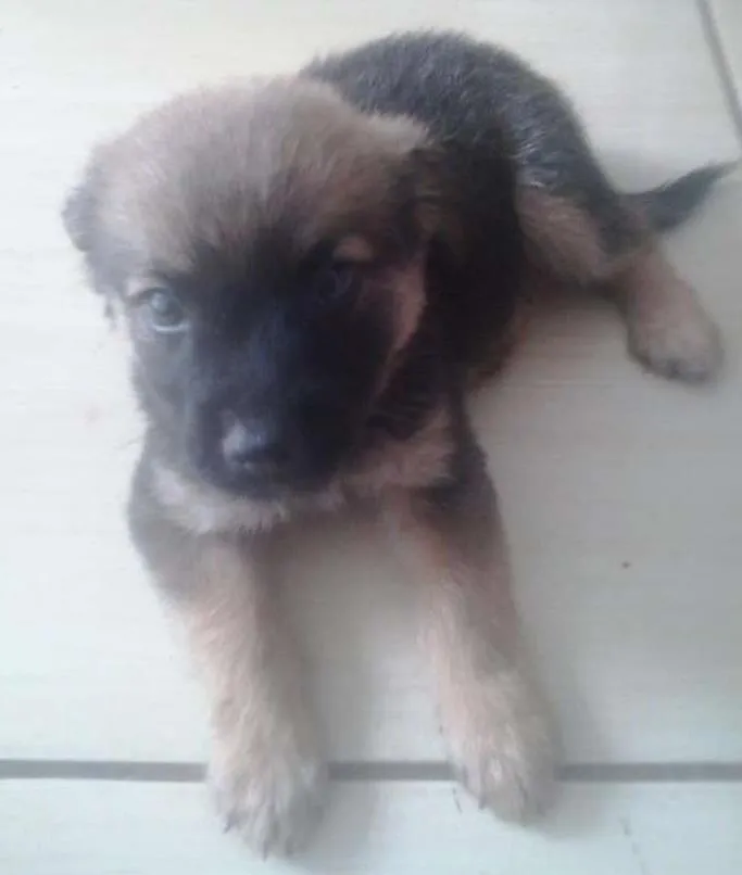 Cachorro ra a  idade 2 a 6 meses nome scooby e doo