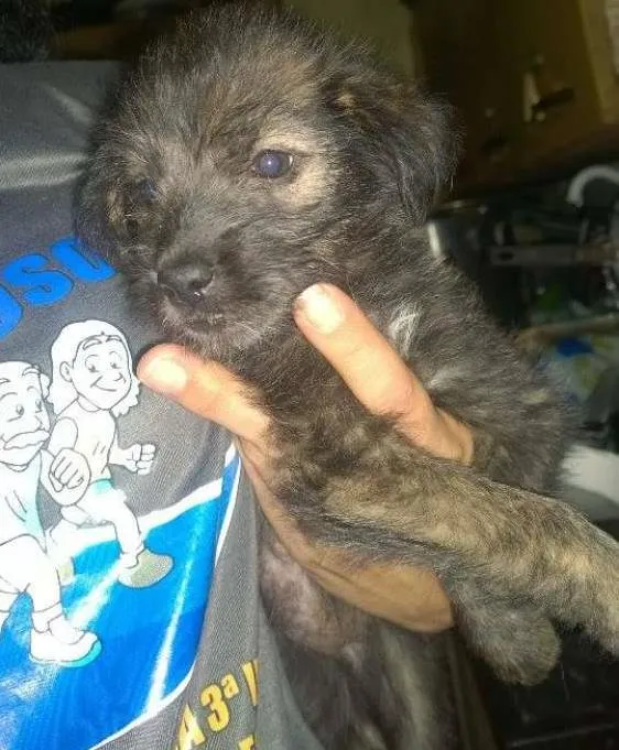 Cachorro raça SRD idade 2 a 6 meses nome Tica