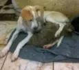 Pinga