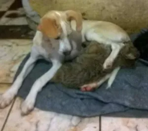 Cachorro raça SRD idade 7 a 11 meses nome Pinga