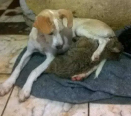 Cachorro ra a SRD idade 7 a 11 meses nome Pinga