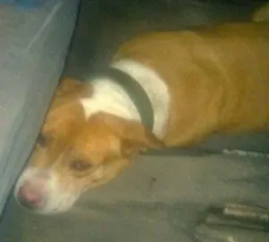 Cachorro raça Pit Bull idade 5 anos nome Thor