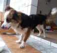 Desconhecido 