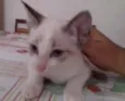 Não possui