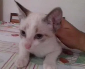 Gato raça Vira lata idade 2 a 6 meses nome Não possui