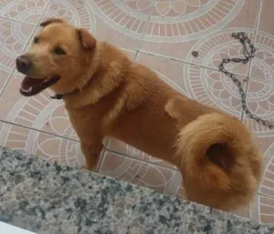 Cachorro raça INDEFINIDA idade 1 ano nome BOLINHA