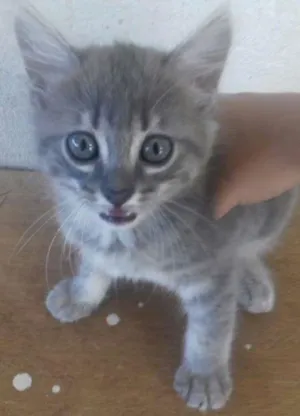 Gato raça Desconhecida idade Abaixo de 2 meses nome ADOTE