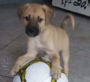 Cachorro ra a RND idade 2 a 6 meses nome Mabel