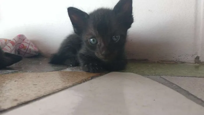 Gato ra a Bombaim idade Abaixo de 2 meses nome Guloso, mimado,e cor