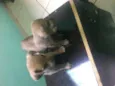 varios